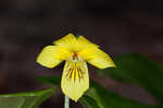 Downy yellow violet